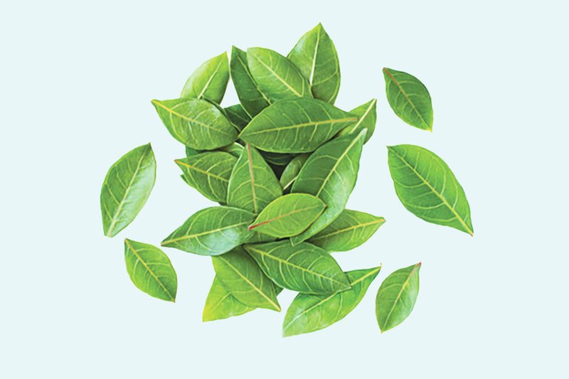 মেহেদী-পাতা