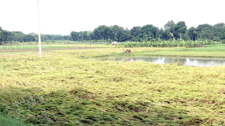 কালবৈশাখীর তাণ্ডবে মেহেরপুরে নুয়ে পড়েছে ধানখেত। ছবি: আজকের পত্রিকা
