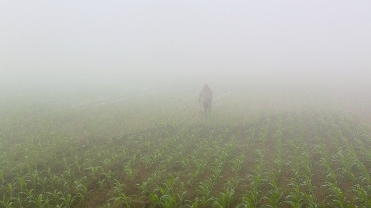 ঝিরি ঝিরি বাতাস আর ঘন কুয়াশার মধ্যেই জমিতে কাজ করছেন এক কৃষক। ছবি: আজকের পত্রিকা