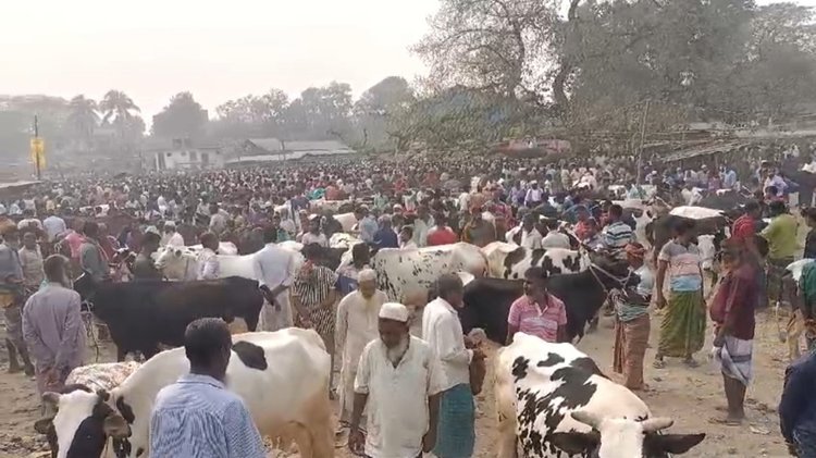 মুক্তাগাছা পশুর হাটে হামলা-লুটপাট। ছবি: আজকের পত্রিকা