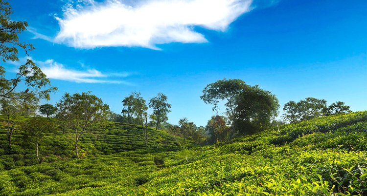 শ্রীমঙ্গলে আছে চোখ জুড়ানো চা বাগান। ছবি: সংগৃহীত