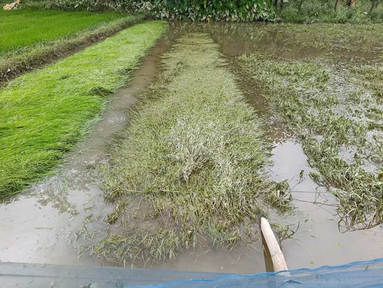 মৌলভীবাজারের রাজনগর বন্যায় তলিয়ে যাওয়া আমনের বীজতলা। ছবি: আজকের পত্রিকা