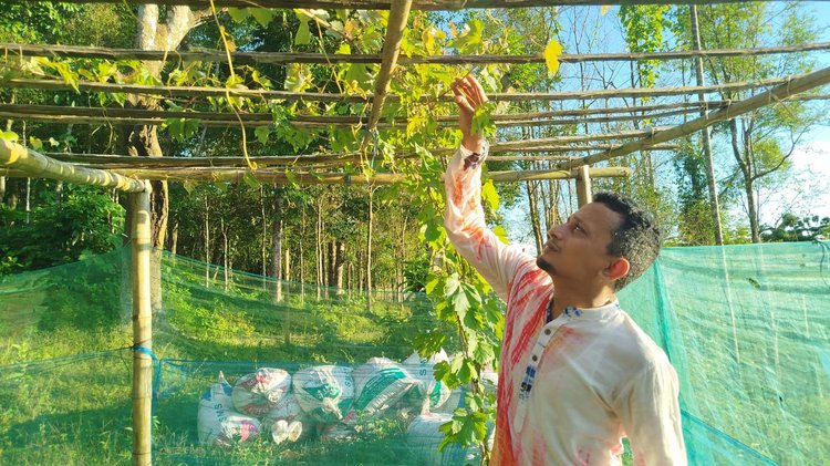 আঙুরগাছের পরিচর্যা করছেন রেজাউল করিম। ছবি: আজকের পত্রিকা