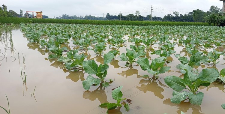 পানিতে ডুবে আছে ফুলকপির খেত। মান্দার হাজী গোবিন্দপুর থেকে তোলা। ছবি: আজকের পত্রিকা