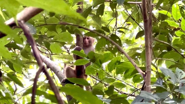 অবমুক্ত করার পর বানরের অবস্থা। ছবি: আজকের পত্রিকা