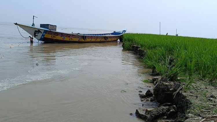 মানিকগঞ্জের হরিরামপুর উপজেলার চরাঞ্চলে পদ্মার ভয়াবহ ভাঙনে বিলীন হচ্ছে ঘরবাড়ি ও ফসলি জমি। ছবি: আজকের পত্রিকা