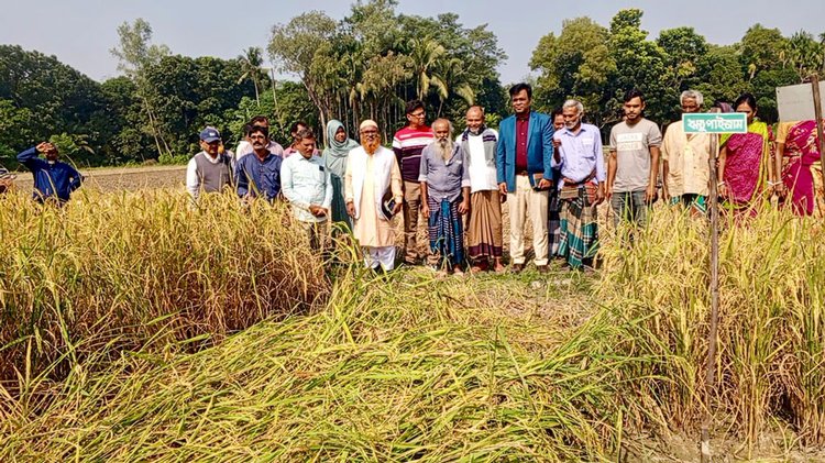 গতকাল মঙ্গলবার স্বল্পনন্দপুরের কৃষক গুরুদাস রায়ের বাড়িতে অনুষ্ঠিত হয় ‘মাঠ দিবস ও নবান্ন উৎসব’। ছবি: আজকের পত্রিকা