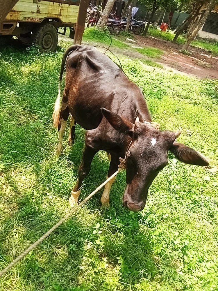 উদ্ধার হওয়া চোরাই গরু। ছবি: সংগৃহীত