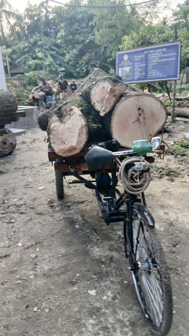 মুন্সিগঞ্জ শহরের সরকারি মহিলা কলেজে টেন্ডার ছাড়াই গাছ কেটে বিক্রি। ছবি: আজকের পত্রিকা