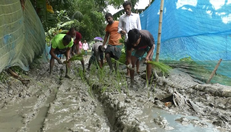 রাস্তায় ধানের চারা রোপণ করে ক্ষোভের জানান দিয়েছে এলাকাবাসী। ছবি: আজকের পত্রিকা