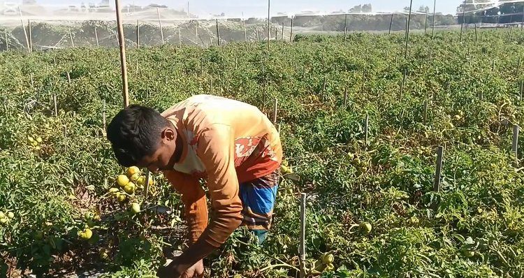 মড়কের কারণে আধা-পাকা টমেটো গাছ থেকে ঝরে পড়ছে। সেই টমেটো তুলে কৃষকরা ফেলে দিচ্ছেন। ছবি: আজকের পত্রিকা