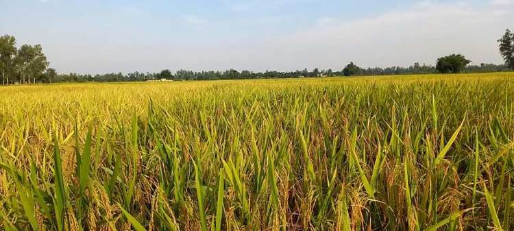 নবান্ন উৎসবকে ঘিরে চলছে সাজ সাজ রব। কাটার অপেক্ষায় পাকা আমন ধানের খেত। ছবি: আজকের পত্রিকা