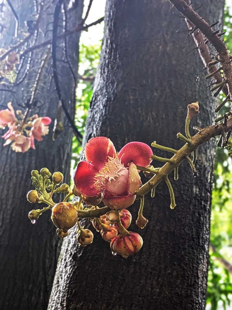 চৌদ্দগ্রাম উপজেলা কমপ্লেক্সের হিসাব বিভাগের অফিসের পেছনে নাগলিঙ্গমের দুটি গাছে ফুল ফুটেছে। ছবি: আজকের পত্রিকা