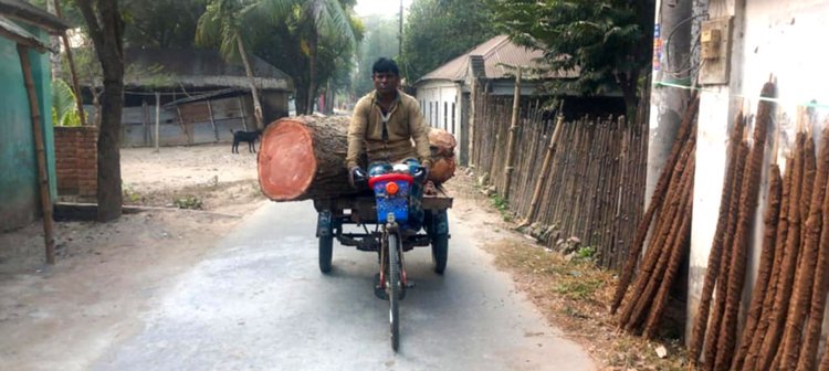 নিলামের বাইরে কেটে নেওয়া গাছ। ছবি: সংগৃহীত