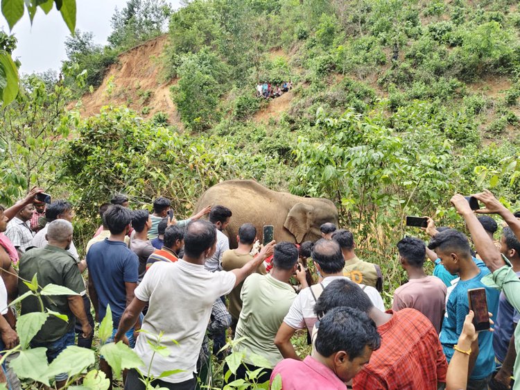 নালিতাবাড়ী দাওধারা কাটাবাড়ী পাহাড়ি এলাকায় অসুস্থ বন্য হাতিকে চিকিৎসা দেয় বন বিভাগ। ছবি: আজকের পত্রিকা