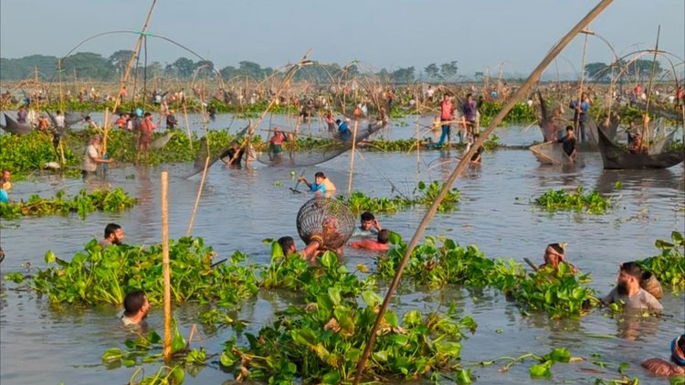 নান্দাইলের বলদা বিলে আজ সকালে মাছ ধরছেন শিকারিরা। ছবি: আজকের পত্রিকা