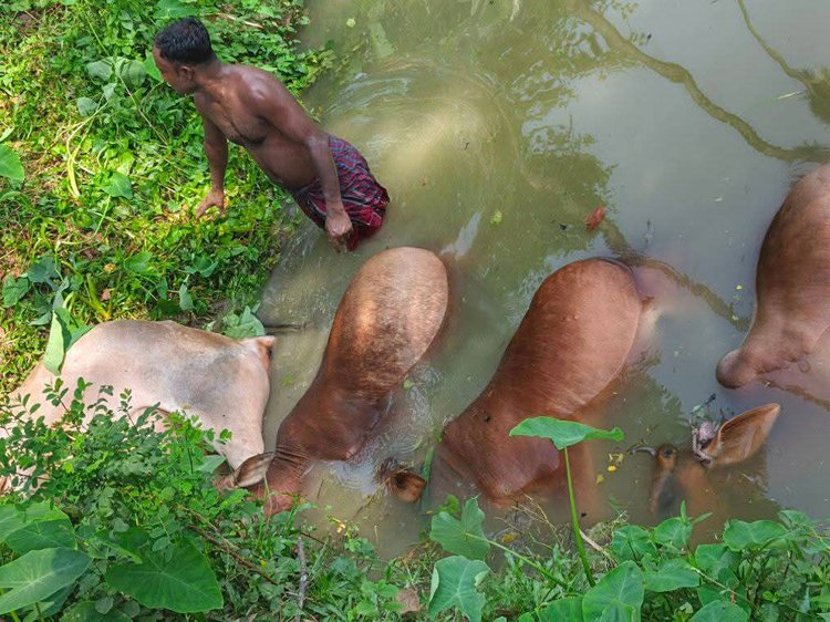 নান্দাইলে বাসের ধাক্কায় গরুবাহী নছিমন পানিতে পড়ে গরুর মৃত্যু। ছবি: আজকের পত্রিকা
