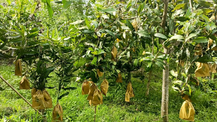 দুই একর জায়গাজুড়ে গড়ে তোলা মিশ্র ফলের বাগানে রয়েছে শতাধিক আমগাছ, যার মধ্যে আম্রপালি, গৌরমতি, ব্যনানা বার্মিজ ও বৈশাখী জাত রয়েছে। ছবি: আজকের পত্রিকা