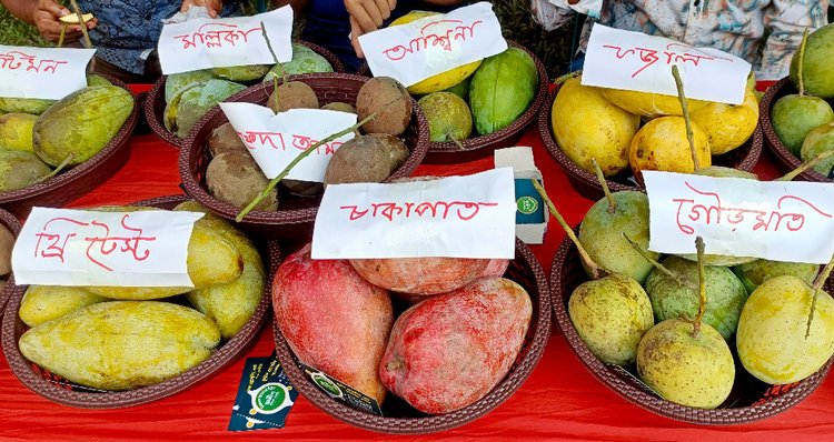 নওগাঁর সাপাহারে দুই দিনব্যাপী ম্যাঙ্গো ফেস্টিভ্যাল। ছবি: আজকের পত্রিকা-২