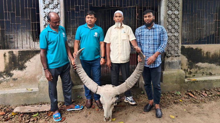 প্রায় ১৮৫ বছর আগের বুনো মহিষের শিংসহ মাথার করোটি হস্তান্তর করা হয়। ছবি: আজকের পত্রিকা