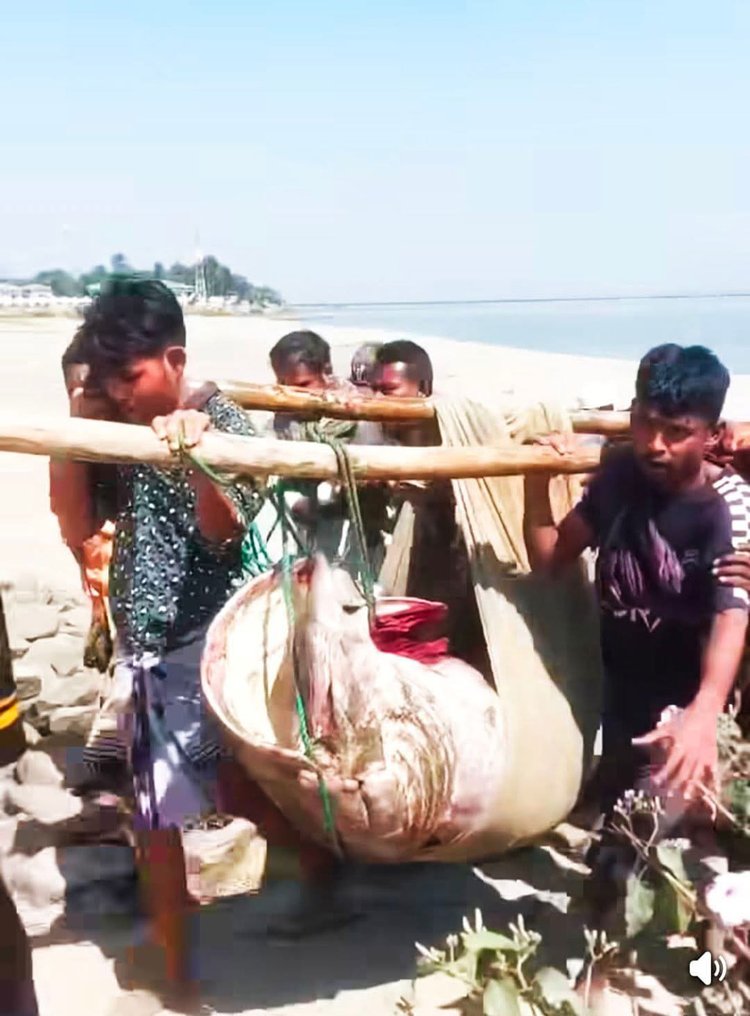 নাফ নদে জেলের জালে ১৯৪ কেজির ভোল মাছ। ছবি: আজকের পত্রিকা