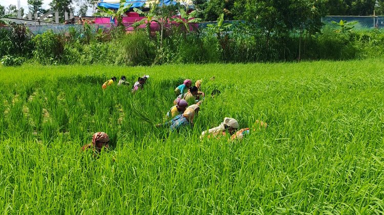 আগাছা পরিষ্কারে কাজ করছেন নারী শ্রমিকেরা। তাঁরা কাজে দক্ষ হওয়ার পরেও মজুরির ক্ষেত্রে বৈষম্য করা হয়। ছবি: আজকের পত্রিকা