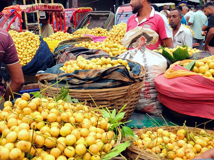 গাছ জুড়ে থোকায় থোকায় ঝুলে থাকা সোনারঙ লটকনে যেন সোনালী হয়ে উঠেছে চারপাশ। ছবি: আজকের পত্রিকা