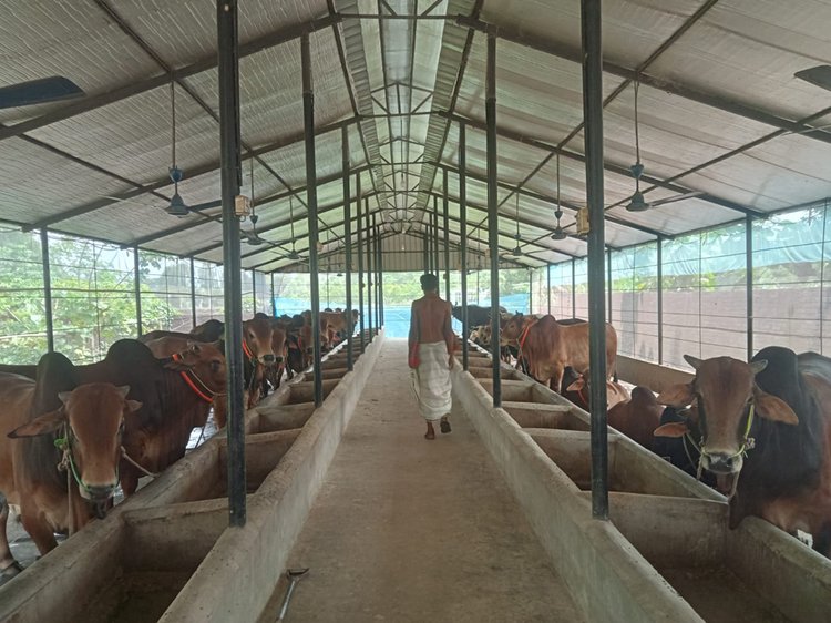 রায়পুরা উপজেলার চরমধুয়া ইউনিয়নের চেয়ারম্যান আহসান শিকদারের খামার থেকে আজ তোলা। ছবি: আজকের পত্রিকা
