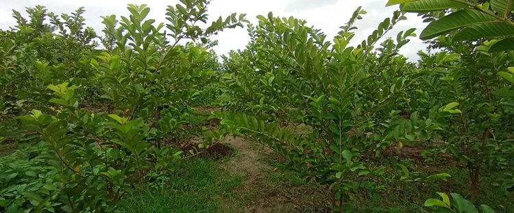 রায়পুরায় আড়িয়াল খাঁ নদী খননের সাত বছর পর কৃষকের ব্যক্তিমালিকানাধীন জমিতে রাখা মাটি নিলামে বিক্রি করেছে উপজেলা প্রশাসন। জমিতে কলা ও পেয়ারাবাগান বা ঘরবাড়ি তৈরি করা কৃষকেরা এখন বিপাকে। ছবি: আজকের পত্রিকা
