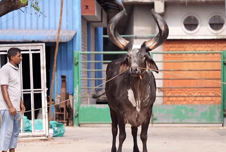 ঈদুল আযহাকে সামনে রেখে নারায়ণগঞ্জে কোরবানির জন্য ৮৬ হাজার ৪২৬ টি পশু প্রস্তুত রয়েছে। শেষ সময়ে খামারিরা গরু হৃষ্টপুষ্ট ও পরিচর্যায় ব্যস্ত সময় পার করছেন। ছবি: আজকের পত্রিকা