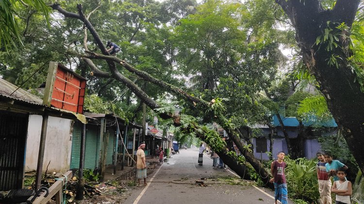 বৃষ্টিতে মাটি নরম হয়ে গাছ উপড়ে বিদ্যুৎ সঞ্চালন লাইনের ওপর পড়ে। আজ বৃহস্পতিবার নোয়াখালী সদর উপজেলার নেওয়াজপুর ইউনিয়নে। ছবি: আজকের পত্রিকা