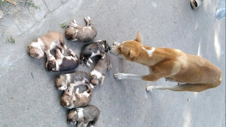 ফাইল ছবি