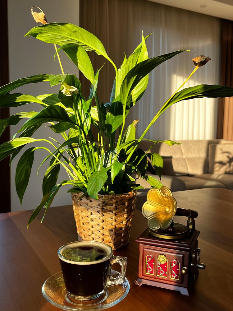 সৌন্দর্য বাড়ানোর পাশাপাশি পিস লিলি ঘরের বাতাস পরিশুদ্ধ রাখতে সাহায্য করে। ছবি: পেক্সেলস