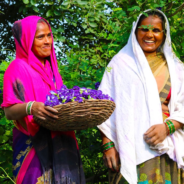 নীতেশ সিং-য়ের ‘ব্লু টি’ প্রতিষ্ঠানের অধীনে নীল অপরাজিতা ফুল নিয়ে কাজ করেন ৬শর বেশি কৃষক। ব্লু টি’র ওয়েবসাইট