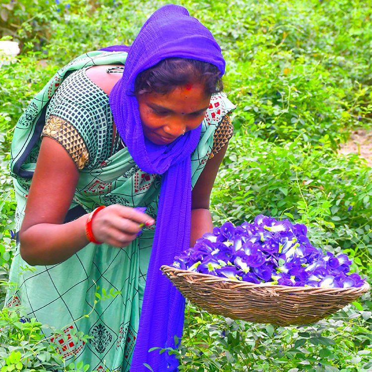 নীতেশ সিং-য়ের ‘ব্লু টি’ প্রতিষ্ঠানের অধীনে নীল অপরাজিতা ফুল নিয়ে কাজ করেন ৬শর বেশি কৃষক। ব্লু টি’র ওয়েবসাইট