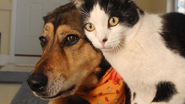 বিড়াল-কুকুরের ভাইরাল ভিডিও: বিনোদনের আড়ালে পোষ্যদের নীরব যন্ত্রণা