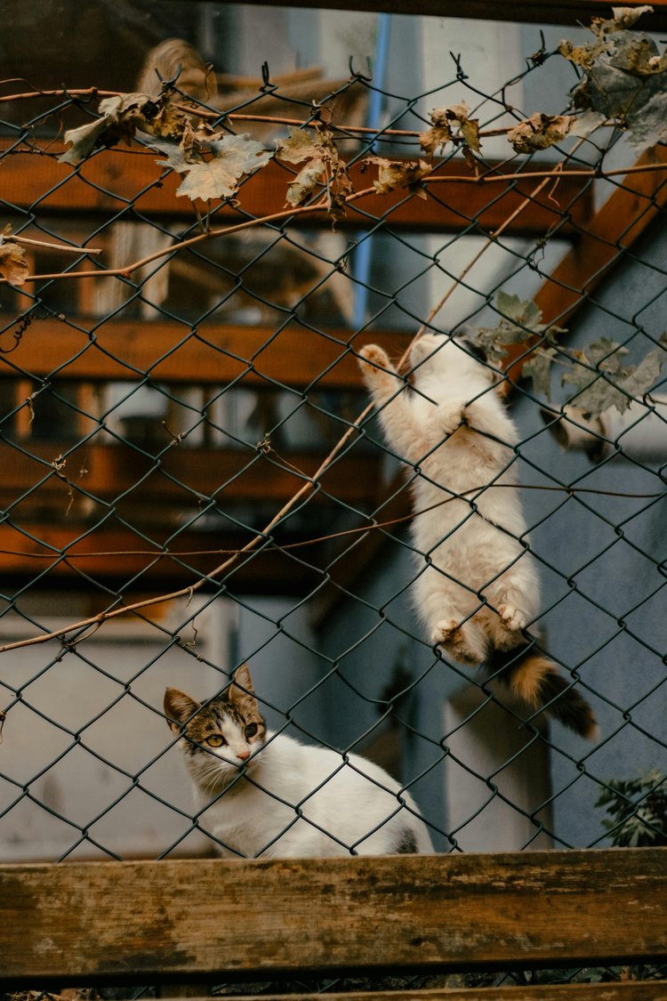 ইস্তাম্বুলের সর্বত্র বিড়ালের অবাধ গতায়াত। ছবি: পেক্সেলস