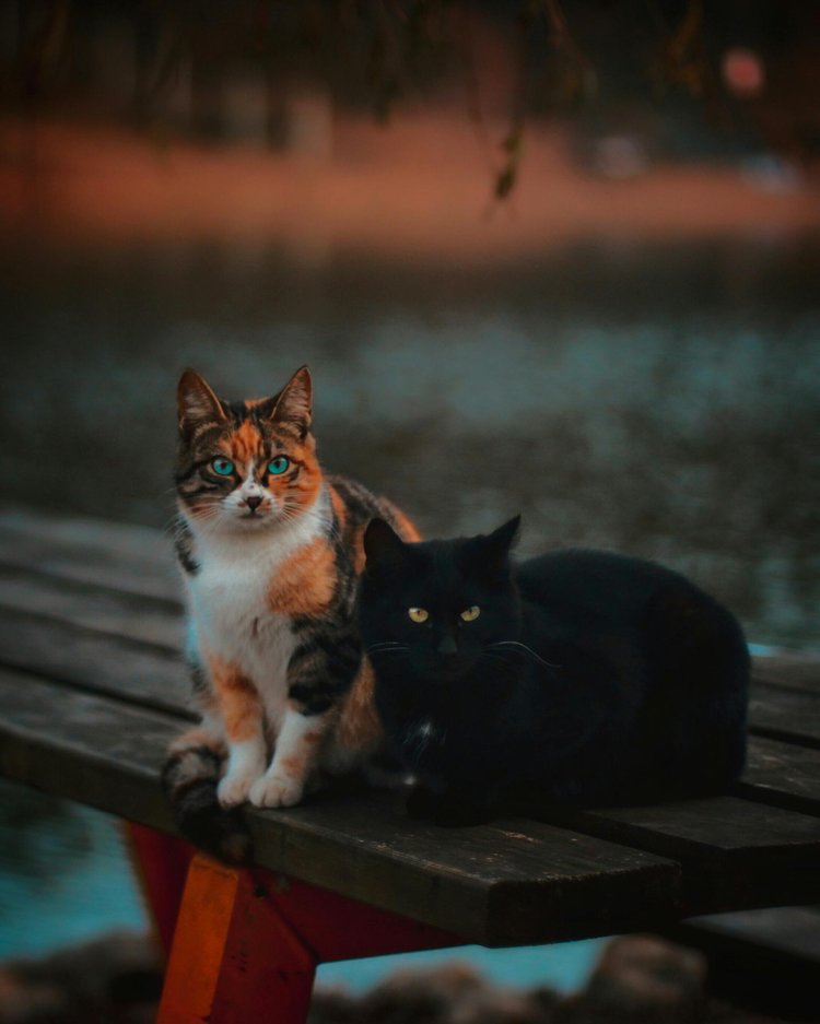 মানুষের জন্য তৈরি বসা বেঞ্চেও বিড়ালের সমানাধিকার। ছবি: পেক্সেলস