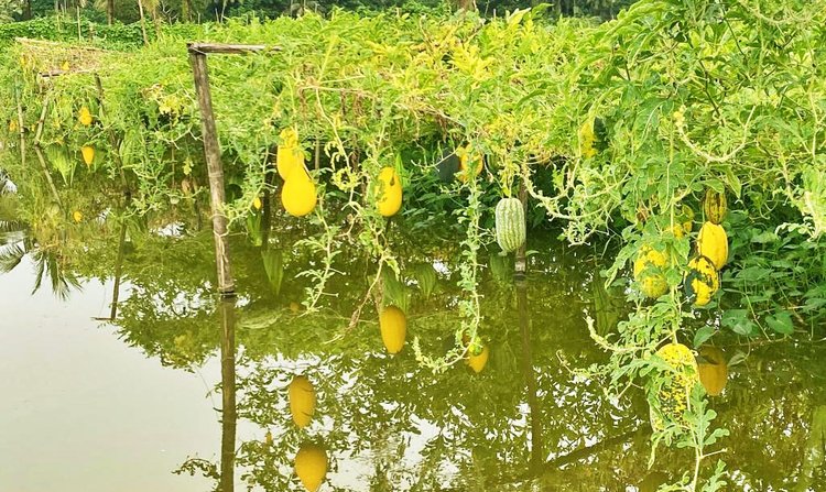 নলধা-মৌভোগ ইউনিয়নের কৃষক নিতুল রায়ের ঘেরের ওপরে মাচায় ঝুলছে নানা রঙের তরমুজ। ছবি: আজকের পত্রিকা