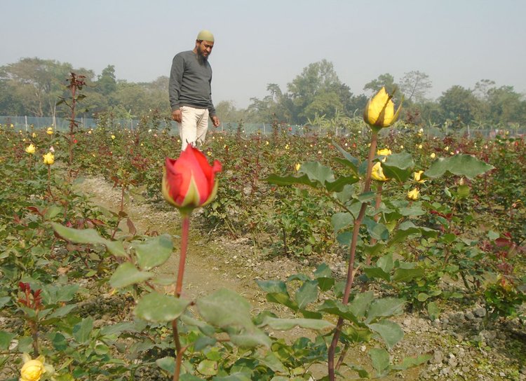 শাজাহানপুর উপজেলার খোট্রাপাড়া ইউনিয়নের ভান্ডারপাইকা গ্রামে ফুলের চাষাবাদ দেখাশোনা করছেন এক কৃষক। ছবি: আজকের পত্রিকা