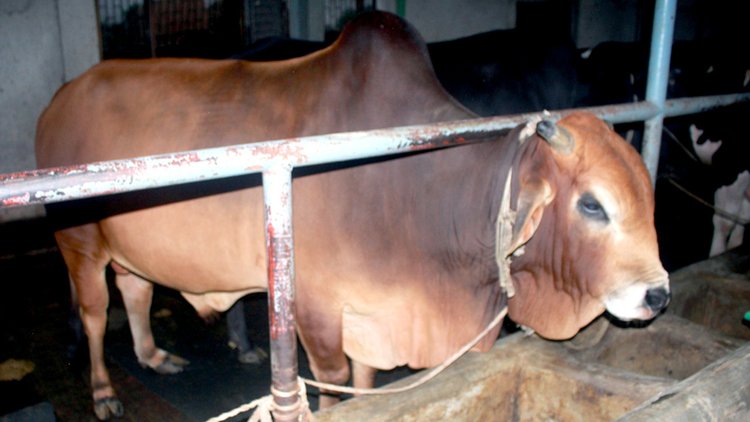 ফুলবাড়ীর স্বজন পুকুর গ্রামে ‘আমিন অ্যাগ্রো ফার্মে’ প্রস্তুত রয়েছে দেশি গরু। ছবি: আজকের পত্রিকা