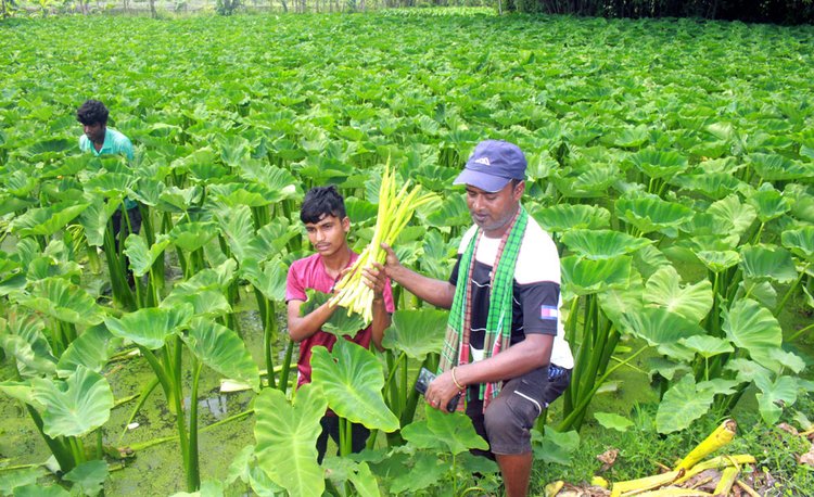 বসতবাড়ির কাছেই নিজ জমিতে কচুর লতি চাষ শুরু করেছেন লাজু। তার জমিতে তিনি ছাড়াও দুই জন লোক দৈনিক হাজিরার ভিত্তিতে কাজ করেন। ছবি: আজকের পত্রিকা