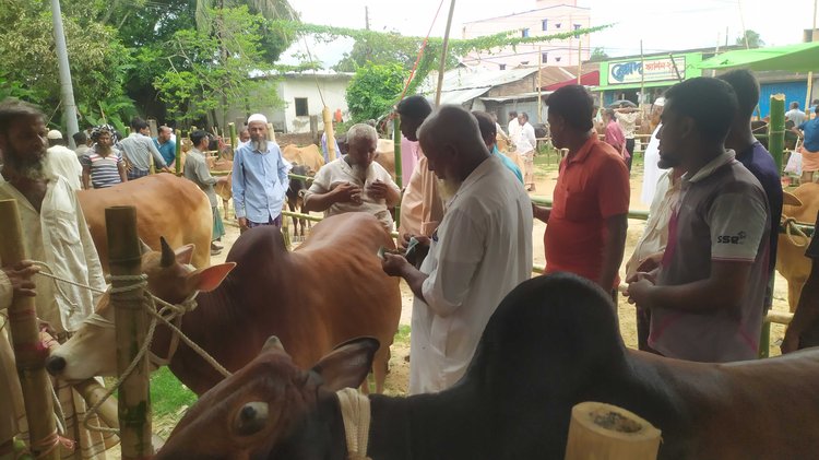 কোরবানির হাট জমে উঠেছে খাগড়াছড়ির মানিকছড়িতে। পাইকার ও ক্রেতারা গরুর রং, আকার ও স্বাস্থ্যের ভিত্তিতে দরদাম করছেন। ছবি: আজকের পত্রিকা