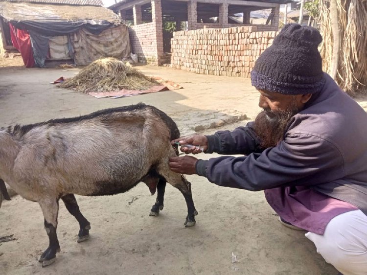 দগ্ধ ছাগলকে চিকিৎসা দেওয়া হয়। ছবি: আজকের পত্রিকা