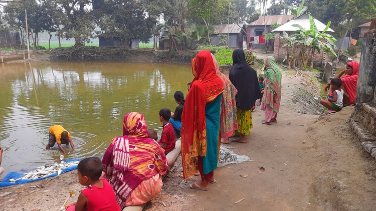 গাইবান্ধার পলাশবাড়ীতে বিষ দিয়ে এক চাষির পুকুরের মাছ মেরে ফেলা হয়। ছবি: আজকের পত্রিকা