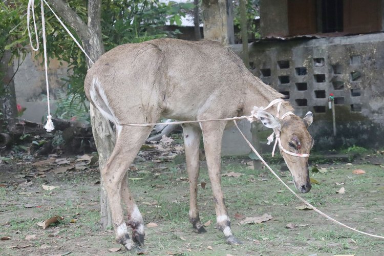 পঞ্চগড়ে সীমান্তের কাঁটাতার পেরিয়ে ভারতীয় নীলগাই। ছবি: আজকের পত্রিকা