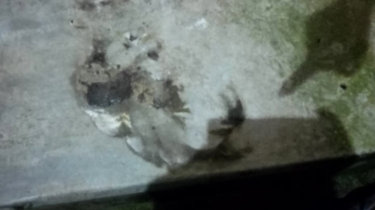 পিনাকীর-বগুড়ার-বাড়ির-গেটে-দুর্বৃত্তের-আগুন–২