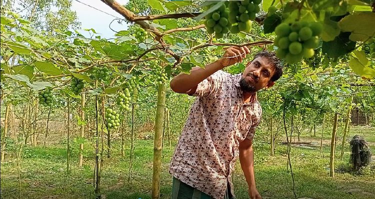 বাঁশ ও সুতা দিয়ে তৈরি মাচায় থোকায় থোকায় ঝুলে আছে নানা জাতের আঙুর। ১০ শতাংশ জমিতে মাসুদ রাশিয়া, ইতালি ও ভারতের বিভিন্ন জাতের আঙুর চারা রোপণ করেছেন। ছবি: আজকের পত্রিকা