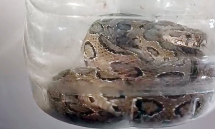 রাসেলস ভাইপার। ছবি: আজকের পত্রিকা