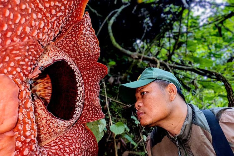 রাফলেসিয়া হ্যাসেলটির সামনে ইন্দোনেশিয়ার সংরক্ষণবিদ সেপতিয়ান আন্দ্রিকি। ছবি: এবিসি